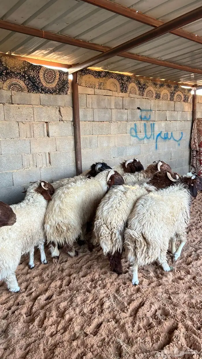 نعيم للبيع 1