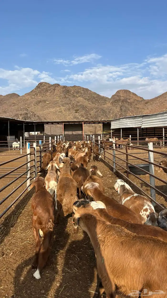 طليان سواكن جادعان حمري مرابى 4