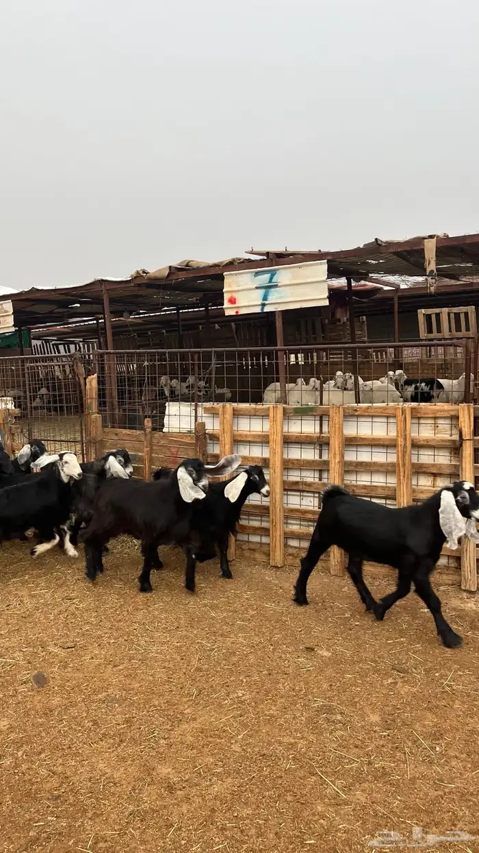 تيوس مخاصي جدعان نظاف شرط ذبائح 11