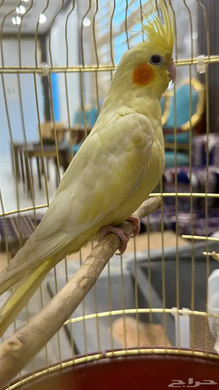 انثى كروان لاتينو عيون حمر اليفه 8