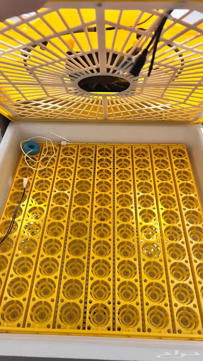 فقاسة 98 بيضة 0