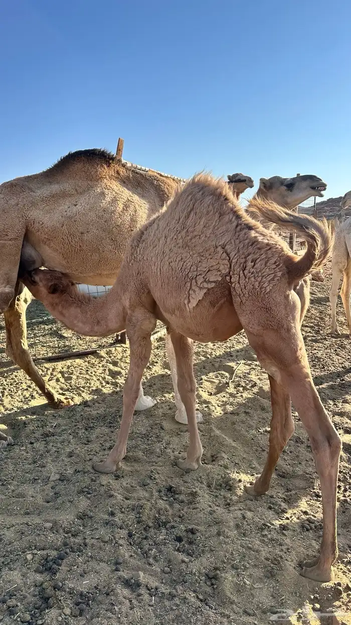 قعود عمره 8 شهور 1