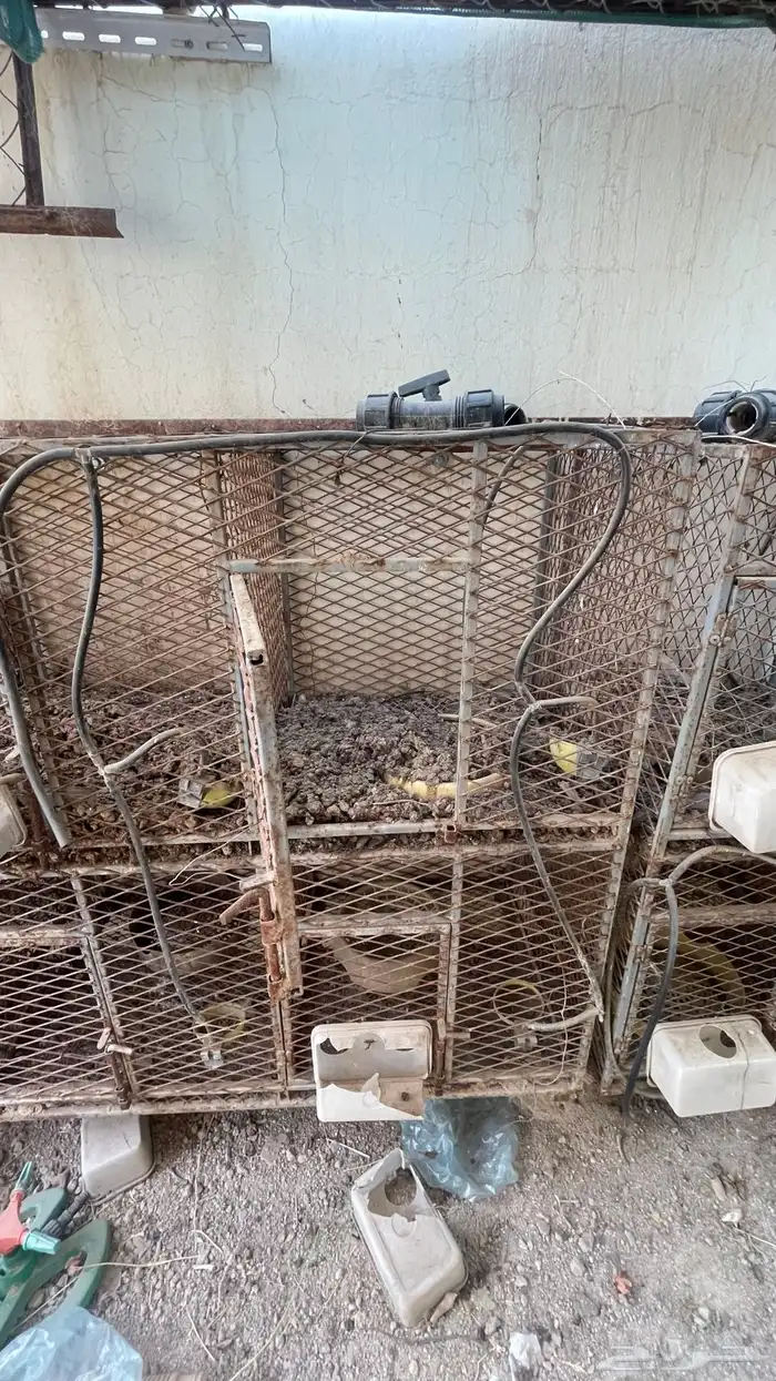 شبوك محاكر حمام 2