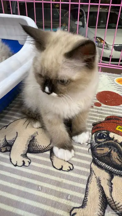 قطط انثى للبيع index