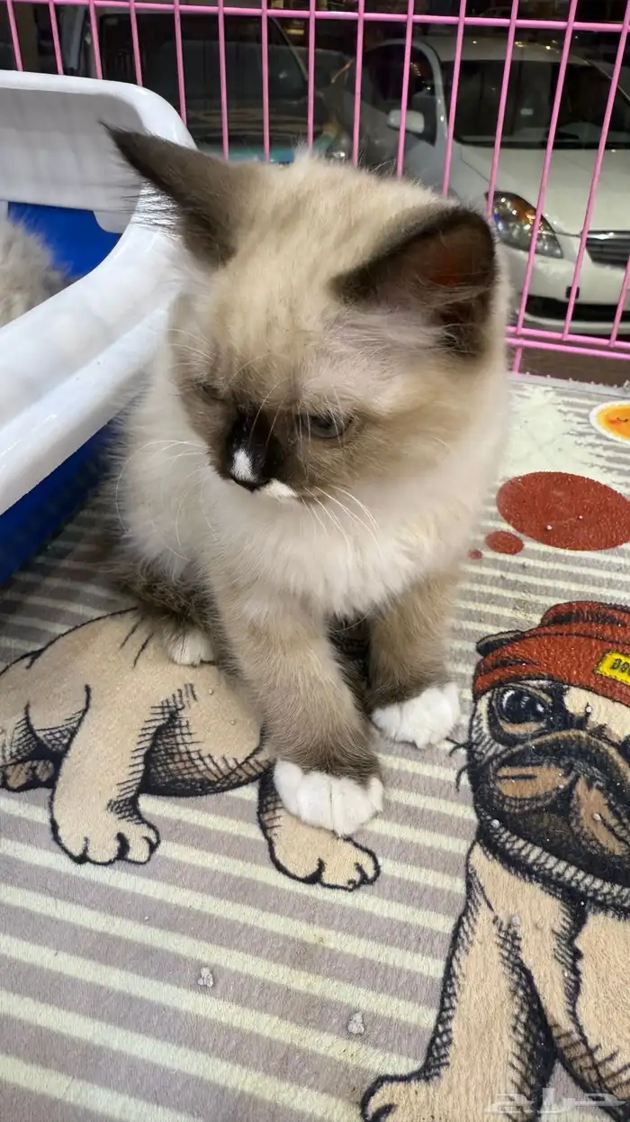 قطط انثى للبيع 2