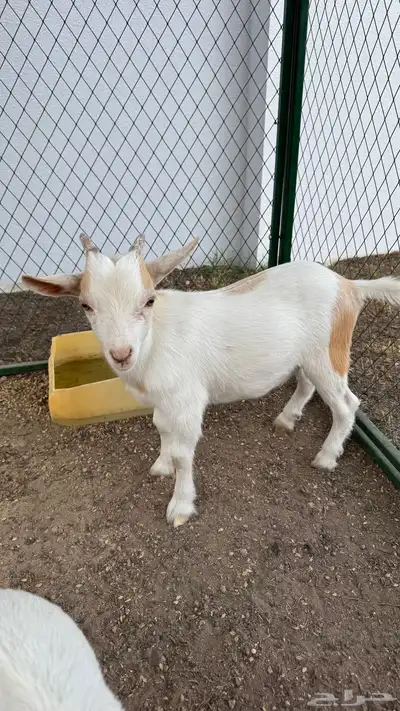 ماعز قزم index