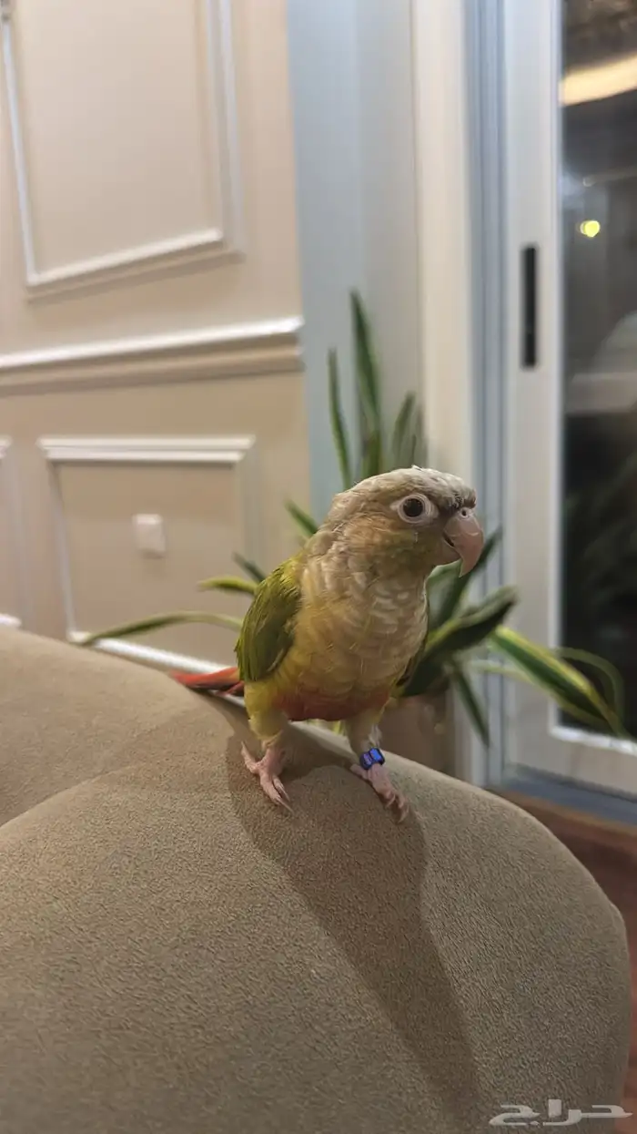 طير-ببغاء-عصفور مفقود 0