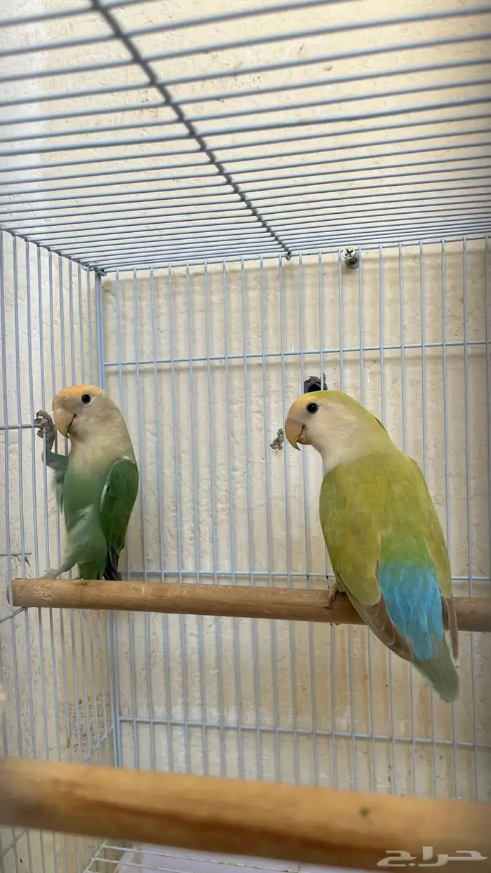 طيور زور للبيع 0
