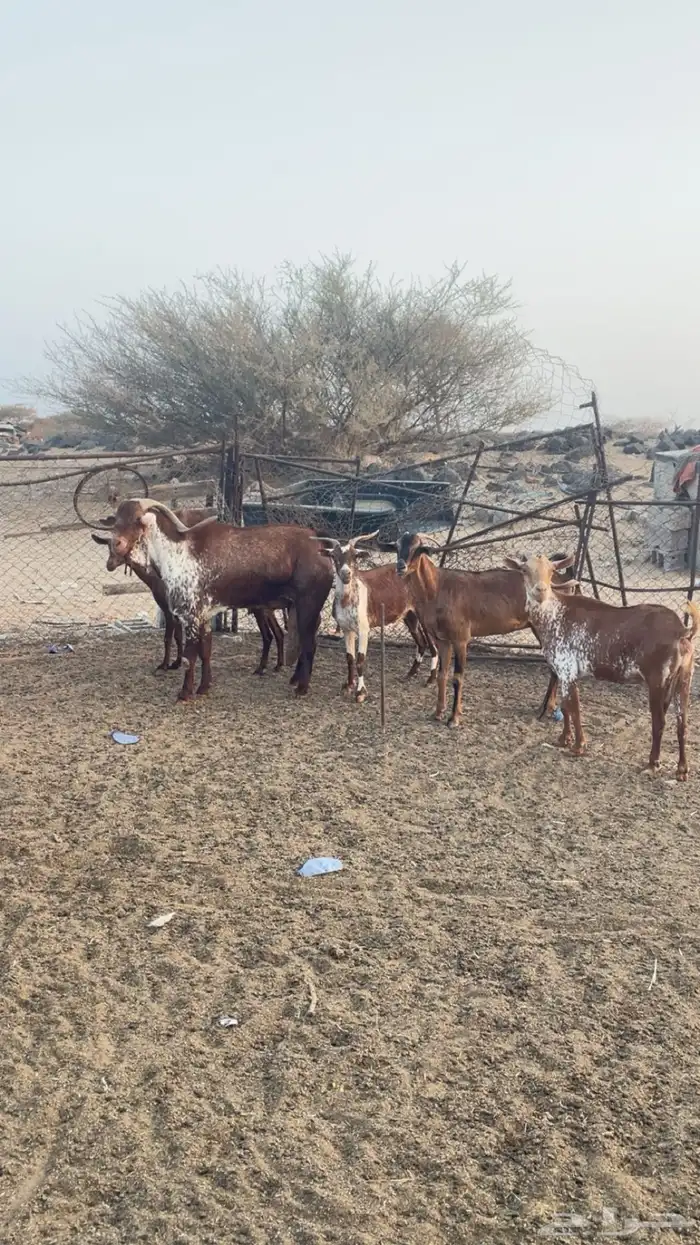 ماعز دهم وشح 0