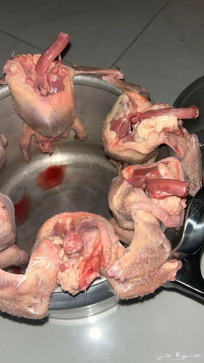 فروخ حمام للبيع 1