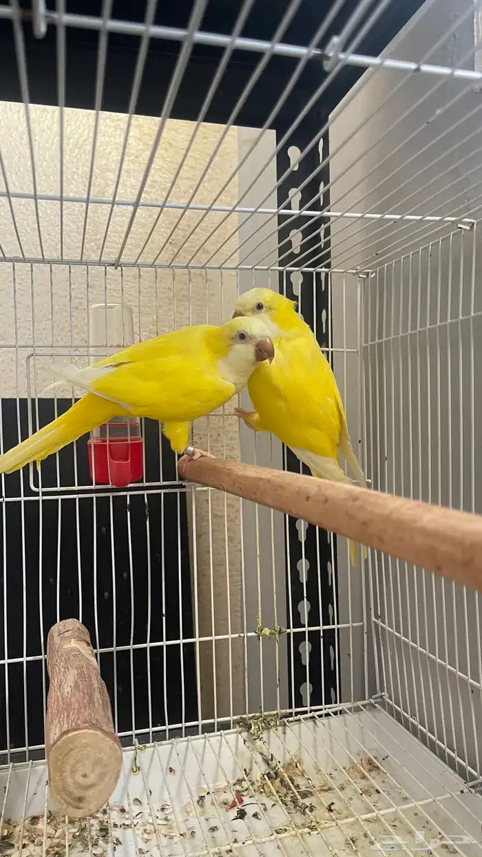 جوز كويكر لاتينو منتج 0