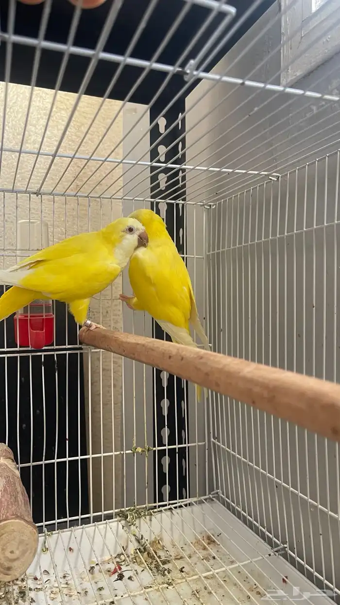 جوز كويكر لاتينو منتج 2