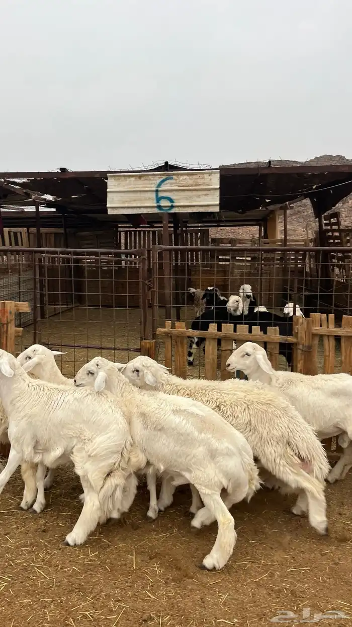 طليان حري جادعان نظاف شرط جبره 7