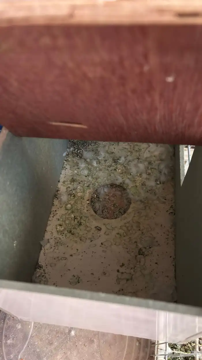 جوز روز البينو عيون حمر جامبو 2