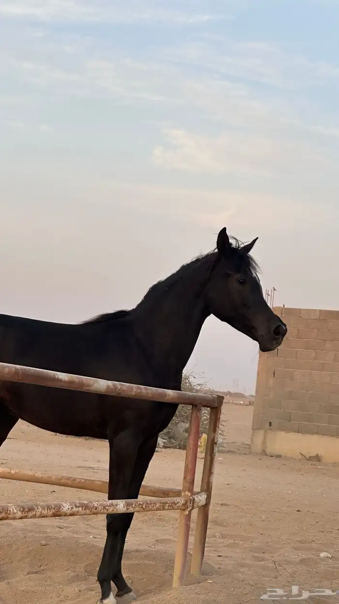 مهرة عربية 3