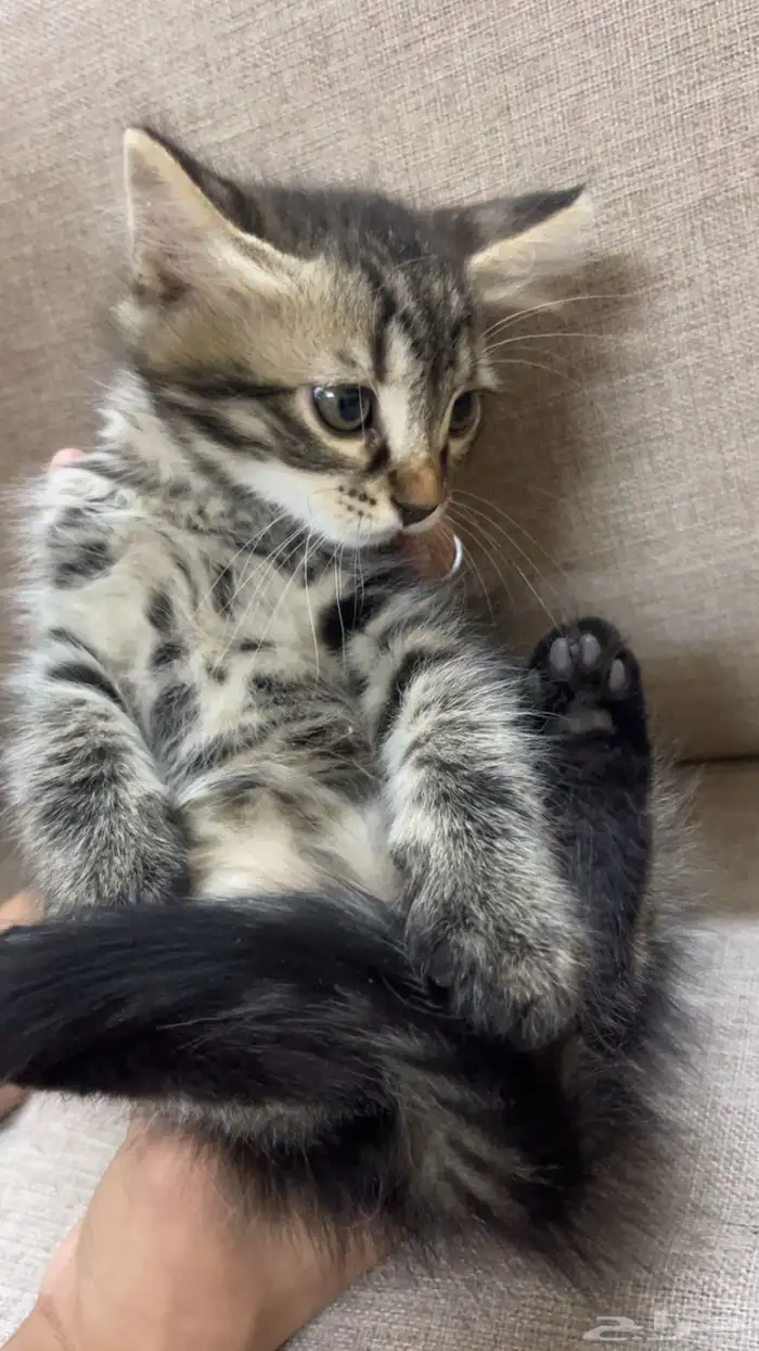 قطط لاتبني 3