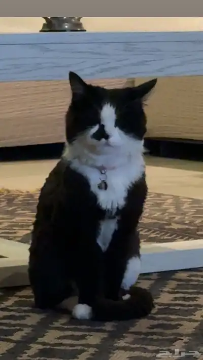 قطة مفقودة index