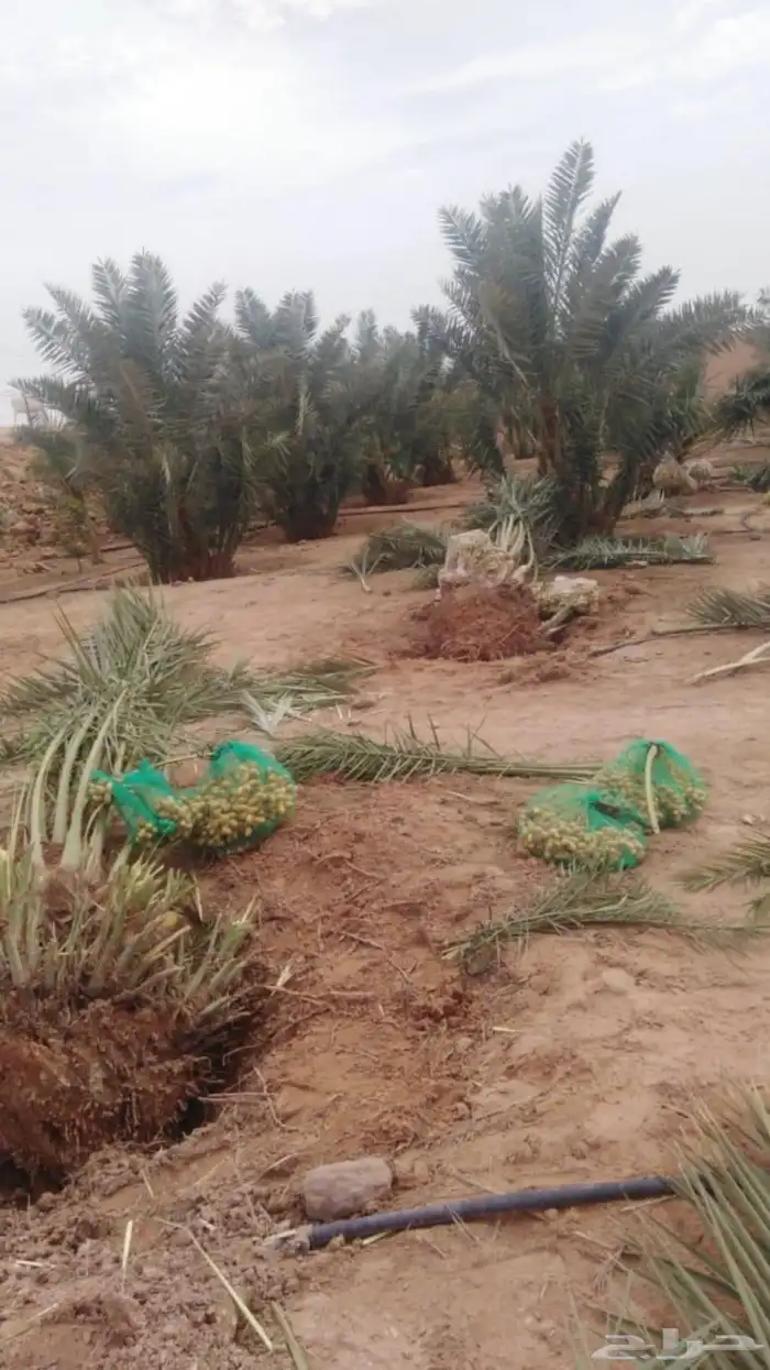 نخيل عربي فسائل نخل نخل عربي نقايل 21