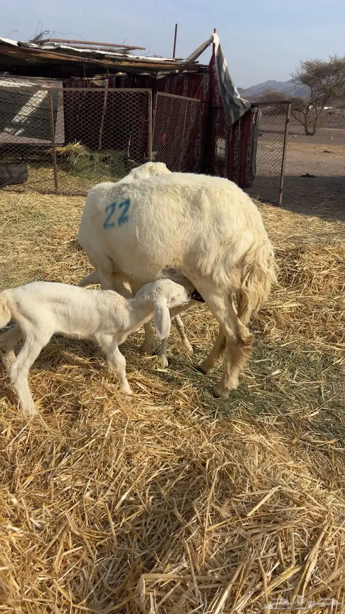 نعجه تحتها ثنين 1