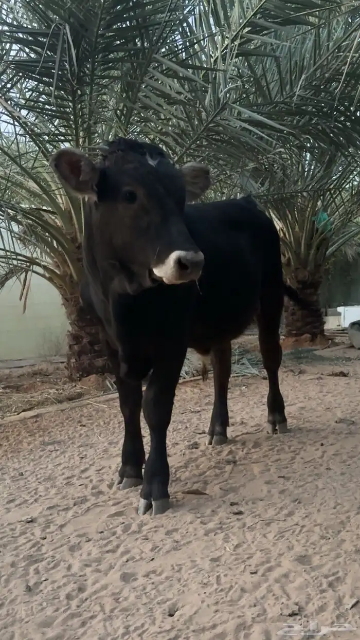 عجل عمر 5 شهور 0