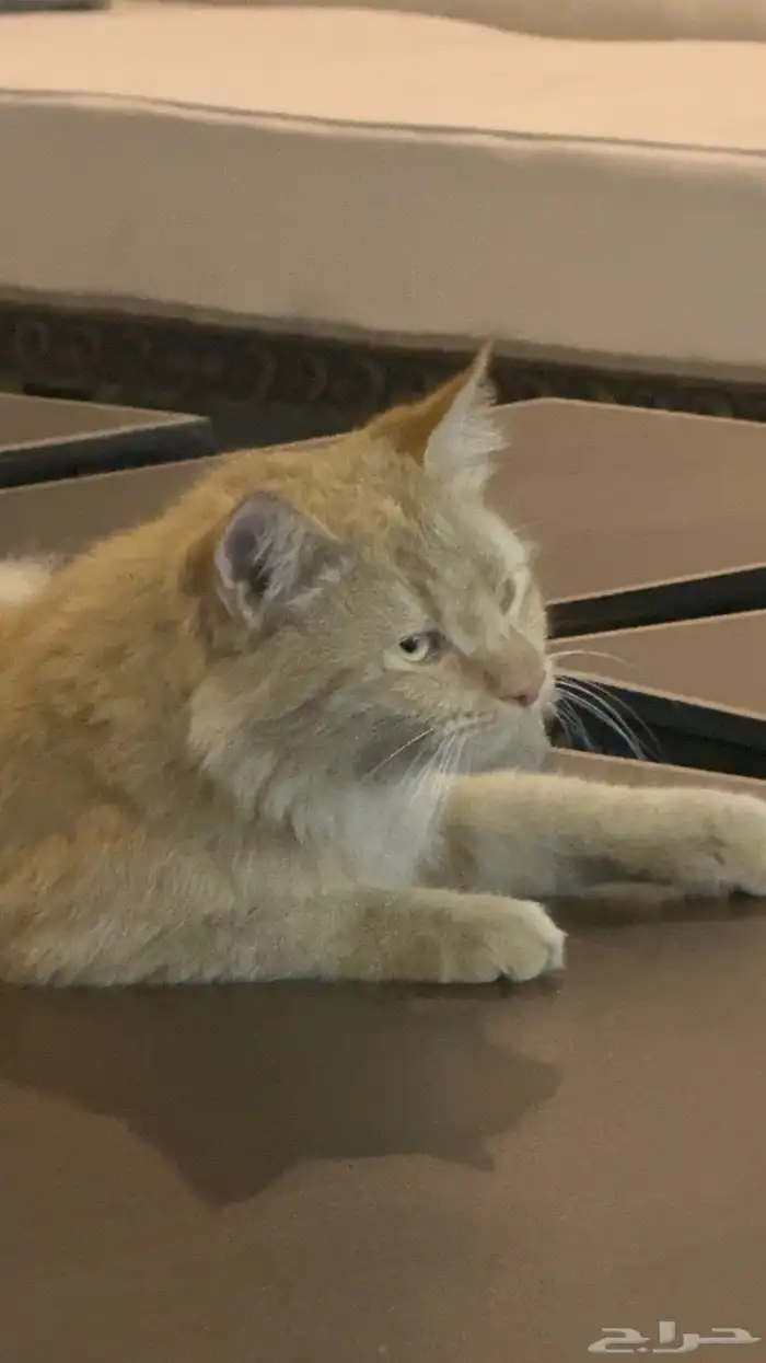 قط برتقالي تابي أليف كيوت جميل يغضب عند إزعاجه فقط ولا يحقد 3
