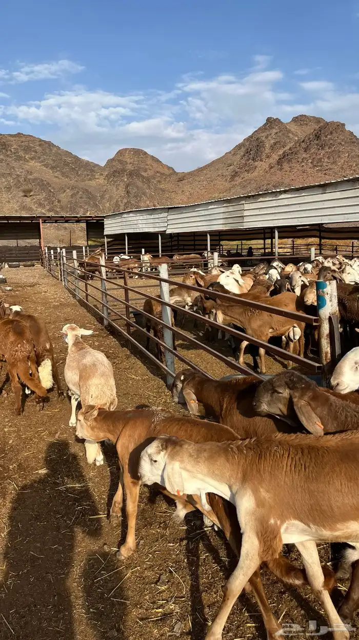 طليان سواكن جادعان حمري مرابى 25