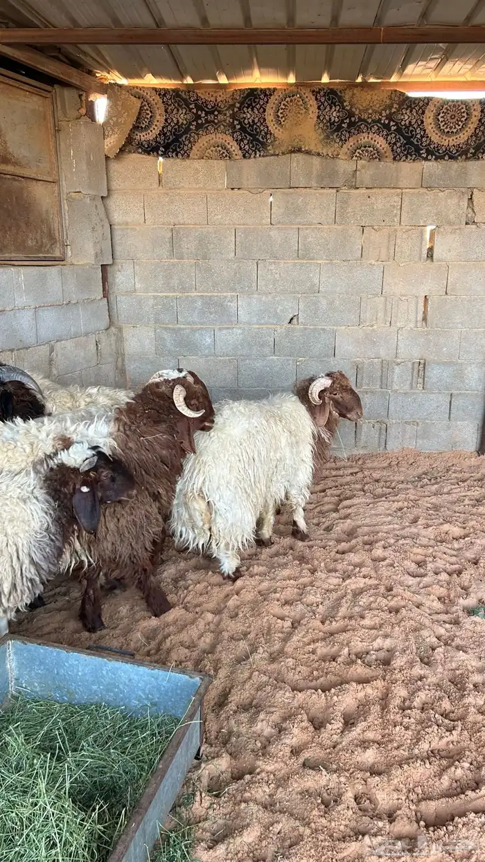 نعيم للبيع 5