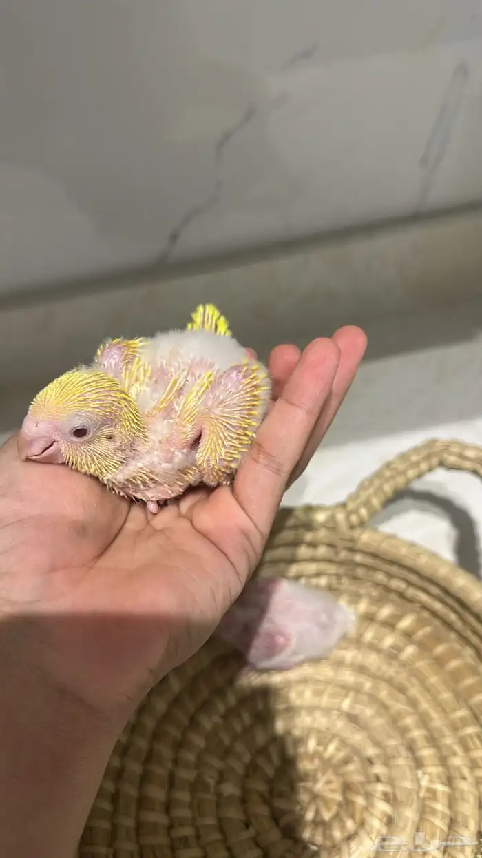 فرخين كويكر ( تم البيع) 3