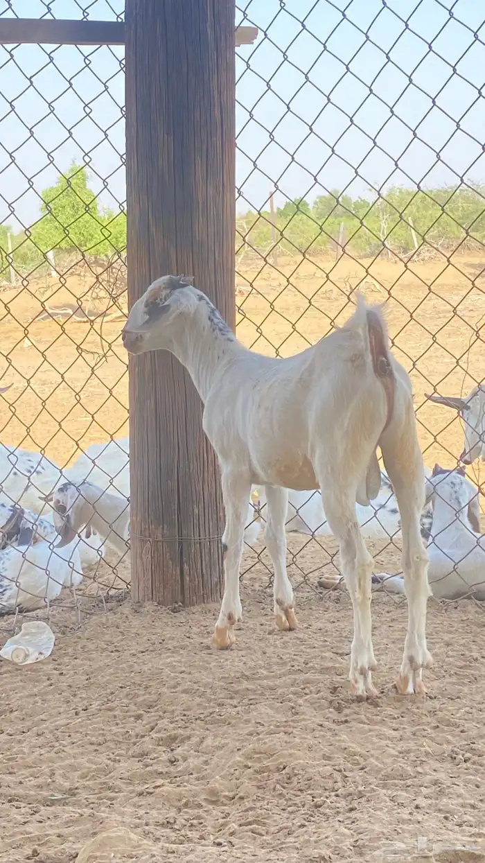 اثنين تيوس مشاريع 8