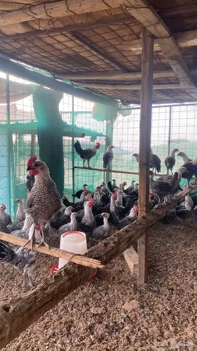 صيصان دجاج فيومي index