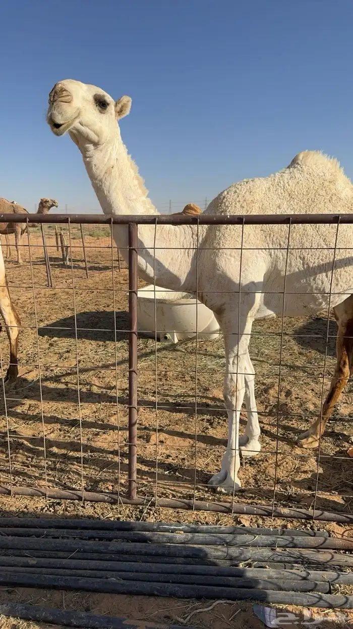 للبيع قعود اشعل على غرنوق منتج 3