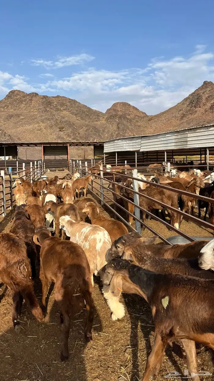 طليان سواكن جادعان حمري مرابى 18