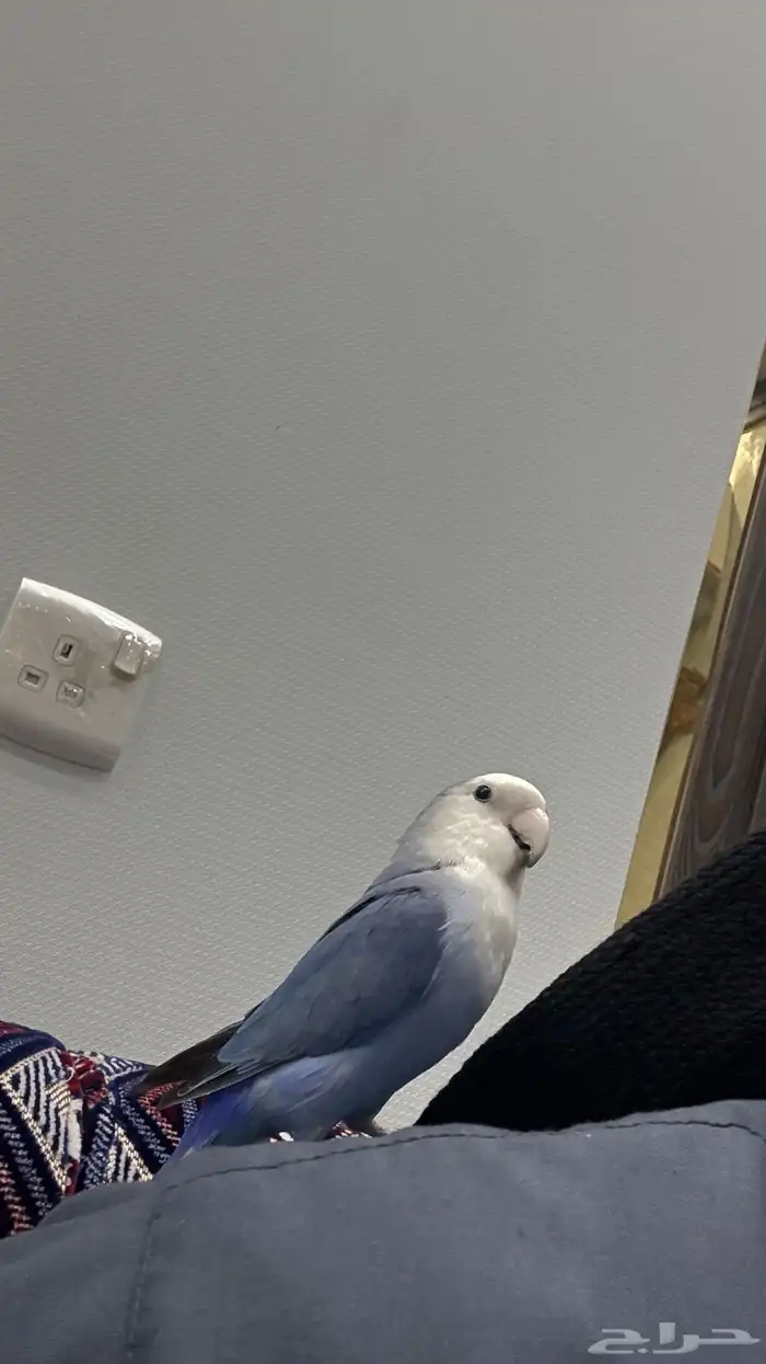 زوج روز منتج والليف 17