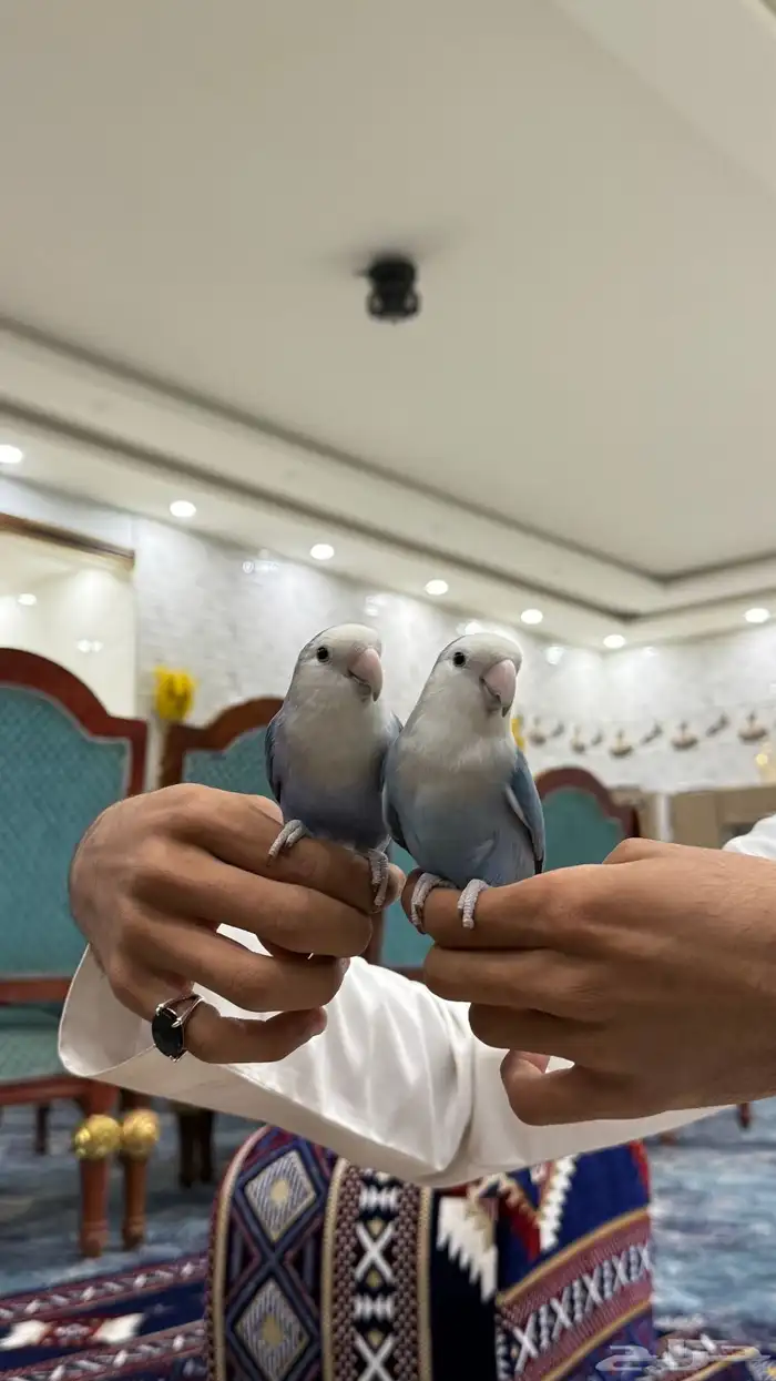 زوج روز منتج والليف 3