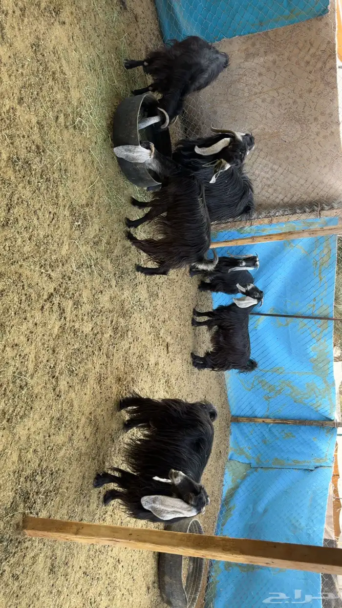 معزى دفيع بفحلها 1