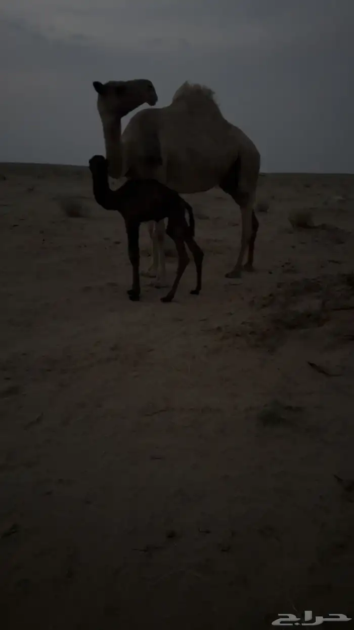 خلفه معها قعود 2