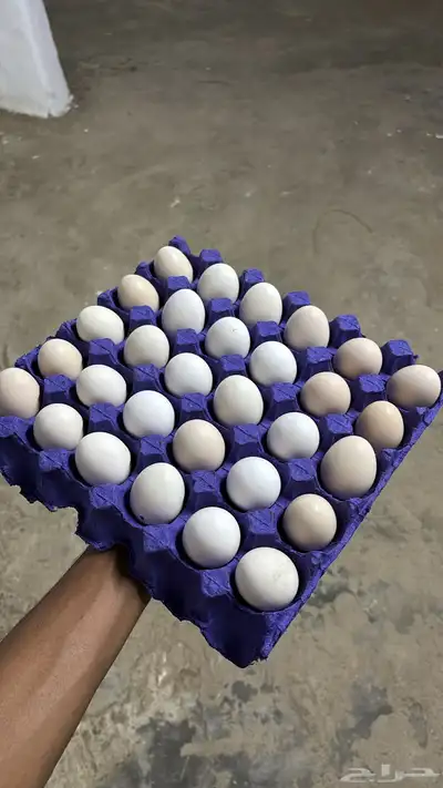 بيض دجاج عربي 0