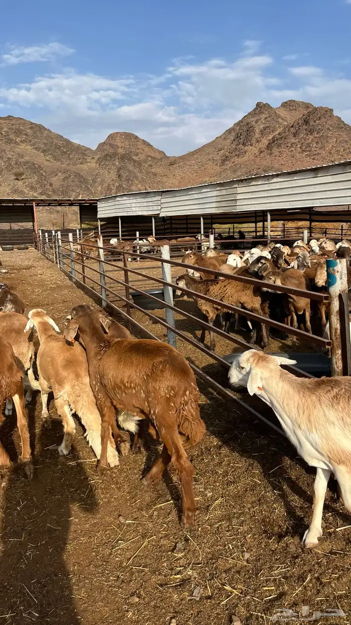 طليان سواكن جادعان حمري مرابى 26