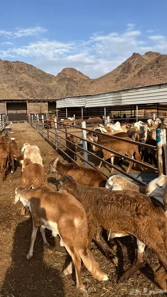 طليان سواكن جادعان حمري مرابى 24