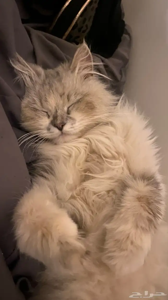 قطه ضايعه لقيتها 2