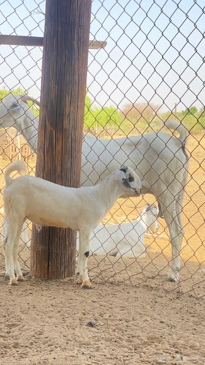 اثنين تيوس مشاريع 19