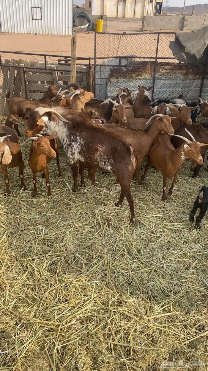 معزا جنوبيه مراح واحد 1