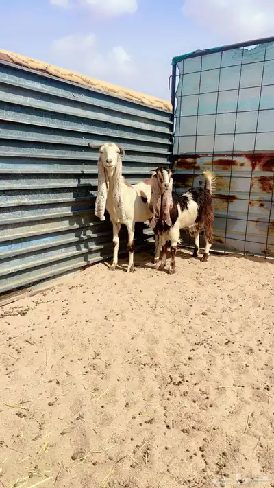 عنز هولنديه index