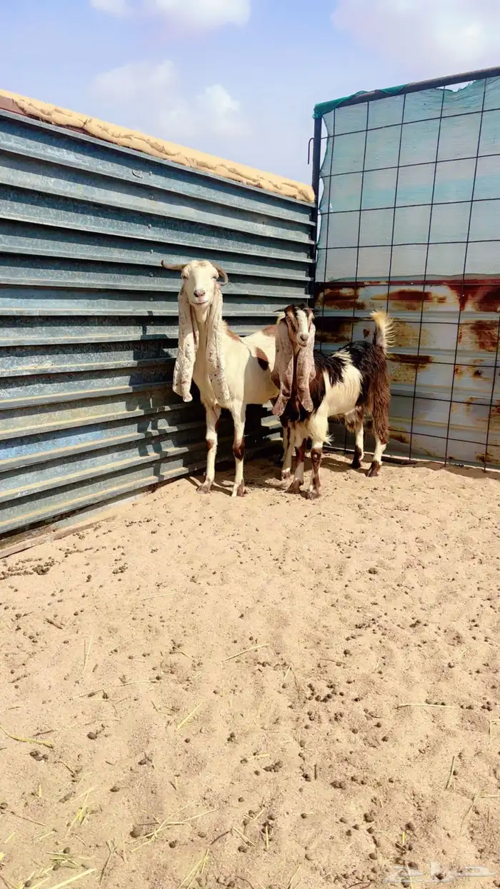 عنز هولنديه 1