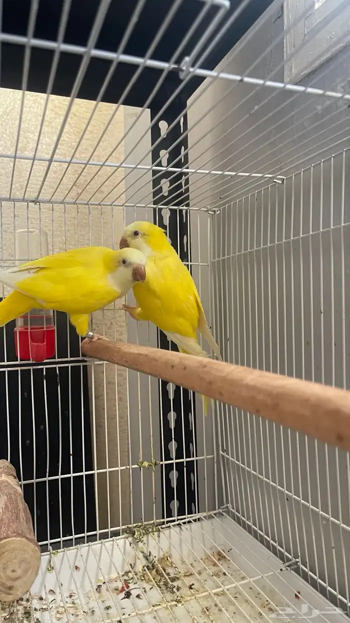 جوز كويكر لاتينو منتج 1