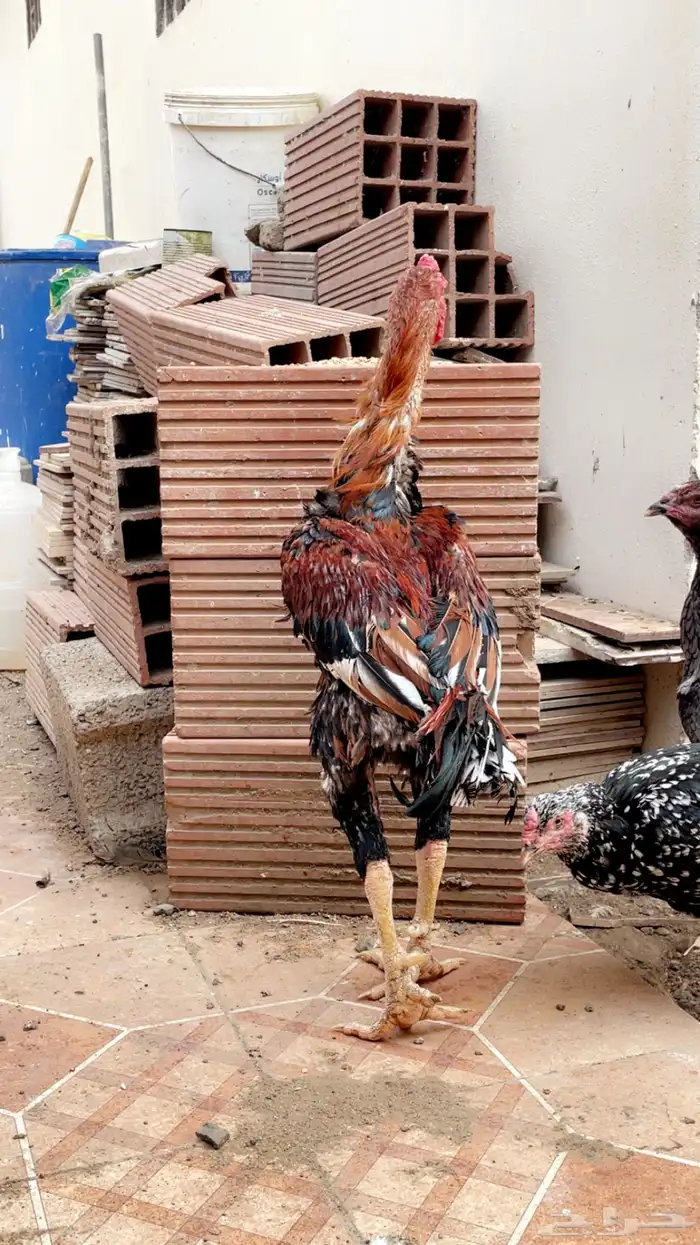 دجاج باكستاني او ياباني 3