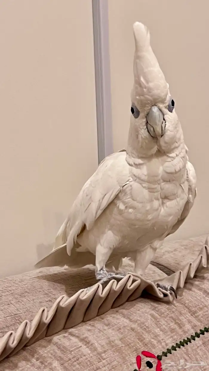 كوكاتو اليف متكلم للبيع وهدد 1