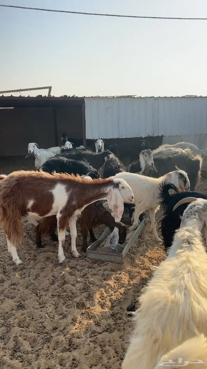 للبيع معزاء 0