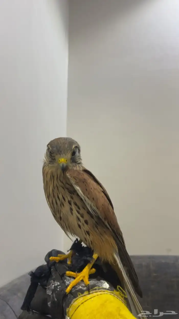 باشك مدرب جاهز 0