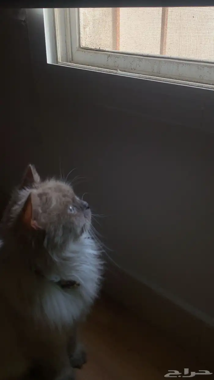 قطه همالايا 0